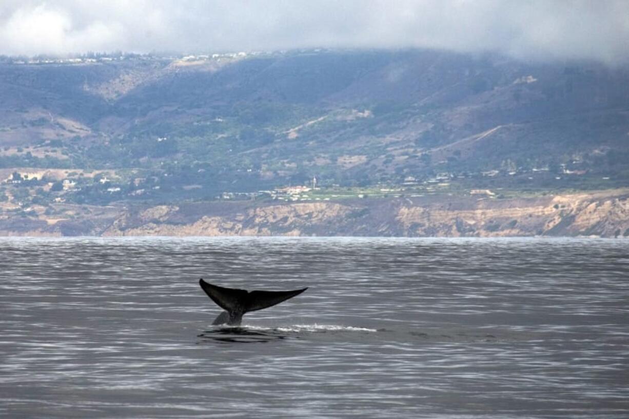 An approximately 80-foot blue whale reveals its fluke as it begins a deep dive for krill with a view of Rancho Palos Verdes coastline in California, in the background as viewed from the Harbor Breeze Cruise&#039;s Christopher boat. The whale was one of four or five blue whales spotted in the area on Tuesday, Oct. 4, 2011. (Allen J.