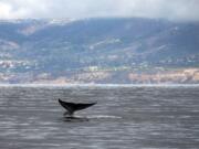 An approximately 80-foot blue whale reveals its fluke as it begins a deep dive for krill with a view of Rancho Palos Verdes coastline in California, in the background as viewed from the Harbor Breeze Cruise&#039;s Christopher boat. The whale was one of four or five blue whales spotted in the area on Tuesday, Oct. 4, 2011. (Allen J.