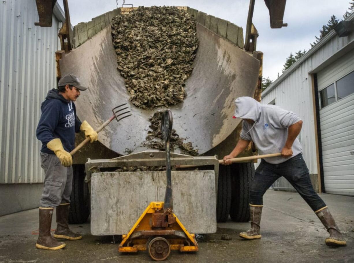 Goose Point Oysters employees unload fresh-caught oysters off a truck Nov. 19 on the dock of the company&#039;s processing plant in Bay Center.