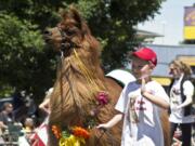 Tristen Brester, 6, leads the Rojo the therapy llama in the Junior Rose Parade in Portland on May 5, 2013. Rojo acted as the Grand Marshal for the parade. "It is a huge honor," said Shannon Hendrickson, Rojo's handler. Hendrickson has been raising him since he was 9 months old. Originally, Hendrickson and her mother, Lori Gregory, raised Rojo for a 4-H project, but for the last 6 years, Rojo has been a therapy llama. Rojo, now eleven, has made hundreds of visits to local children's hospitals, senior communities, schools and to various facilities for children and adults with disabilities. This year is Rojo's fifth appearance in the Junior Parade. "He just loves the attention," said Hendrickson, "He really enjoys the parade." This year will mark his 11th appearance in the Grand Floral Parade.