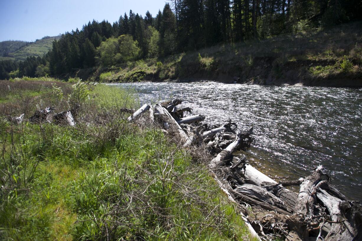 Revegitation takes place at the former site of Northwestern Lake in 2015, after the removal of Condit Dam.(The Columbian files)