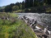 Revegitation takes place at the former site of Northwestern Lake in 2015, after the removal of Condit Dam.(The Columbian files)