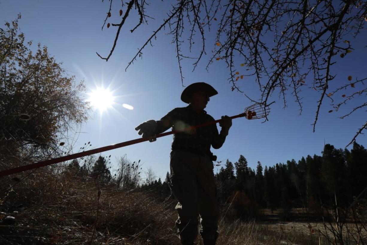 In this Oct. 29, 2019, photo, amateur botanist E.J. Brandt, of The Lost Apple Project, examines apples he picked from a tree in an orchard near Troy, Idaho. Brandt and fellow botanist David Benscoter have rediscovered at least 13 long-lost apple varieties in homestead orchards, remote canyons and windswept fields in eastern Washington and northern Idaho that had previously been thought to be extinct. (AP Photo/Ted S. Warren) (Ted S.