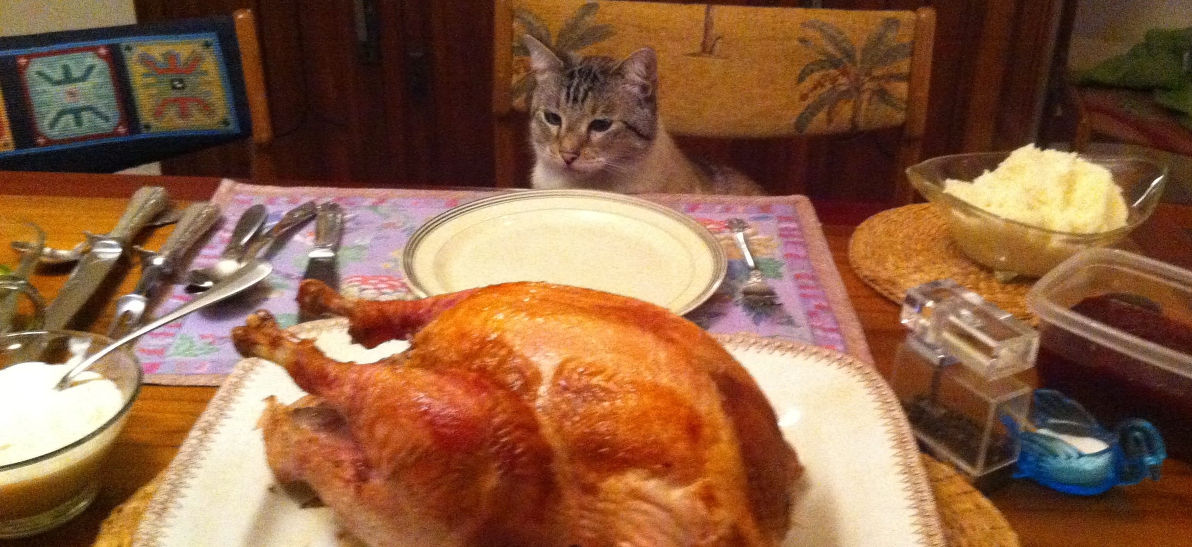 Ben, my cat, is thankful for the Thanksgiving feast.