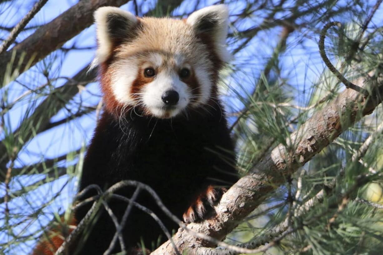 This photo released by Saint-Martin-la-Plaine zoo shows the red panda that broke out of a zoo in the Rhone region of southeastern France, Friday, Nov. 15, 2019. The park said the panda escaped last Friday by climbing branches broken by snowfall and swinging from tree to tree. Officials said the panda, a cat-sized nocturnal animal with reddish fur and a shaggy tail, would probably be spotted in a tree.