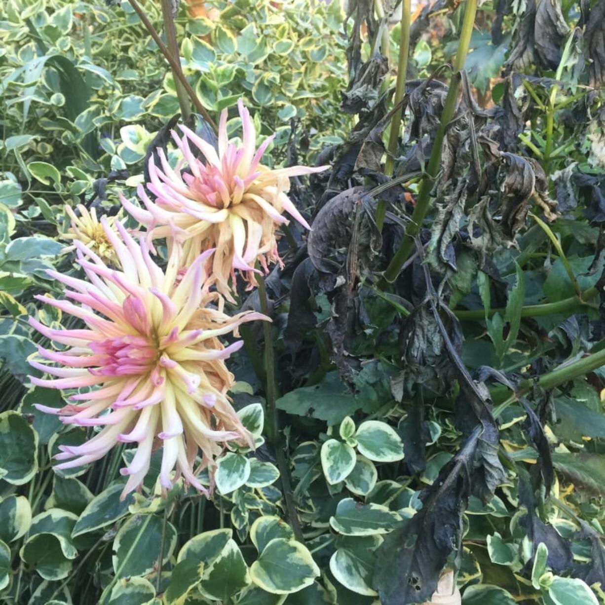 This assortment of flowering plants, photographed Oct. 31 in a yard near Langley, shows damage done by the first frost of the year. Late fall is a good time to evaluate what delighted and what disappointed in your garden.