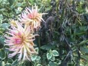 This assortment of flowering plants, photographed Oct. 31 in a yard near Langley, shows damage done by the first frost of the year. Late fall is a good time to evaluate what delighted and what disappointed in your garden.