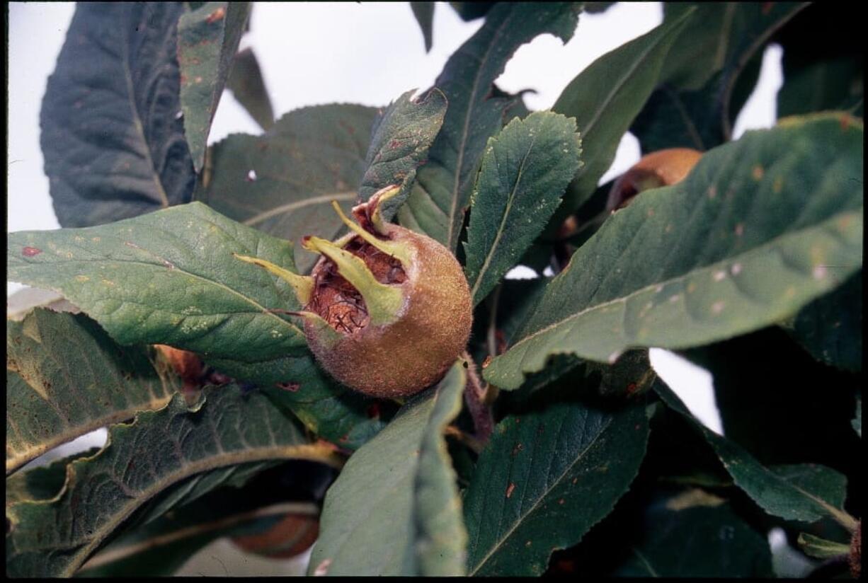 This undated photo shows medlar fruit in New Paltz, N.Y. You won&#039;t find fruits like persimmons, medlar and musk strawberries at most grocery stores. They&#039;re too ugly for commercial use. But they&#039;re delicious. And easy to grow in the backyard.