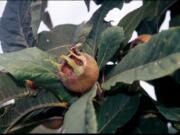 This undated photo shows medlar fruit in New Paltz, N.Y. You won&#039;t find fruits like persimmons, medlar and musk strawberries at most grocery stores. They&#039;re too ugly for commercial use. But they&#039;re delicious. And easy to grow in the backyard.