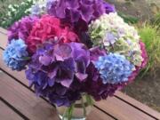 This lush assortment of freshly cut hydrangeas, photographed Aug. 14, 2019, at a home near Langley, Wash., should continue looking fresh from five to seven days before they begin to wilt. The vase life of cut flowers lasts longer when they&#039;re kept in cool areas and are properly nourished.