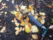 This young tree, photographed Oct. 19, 2019, near Langley, Wash., is shown getting a last healthy soaking before cold weather sets in. Most plants go dormant in winter but still crave moisture, which can pose practical problems for watering. Do the job early, before the ground freezes.