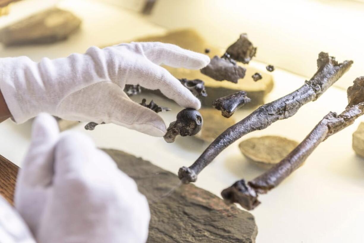 A man holds a bone of the previously unknown primate species Danuvius guggenmosi Oct. 17 in Tuebingen, Germany.