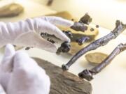 A man holds a bone of the previously unknown primate species Danuvius guggenmosi Oct. 17 in Tuebingen, Germany.