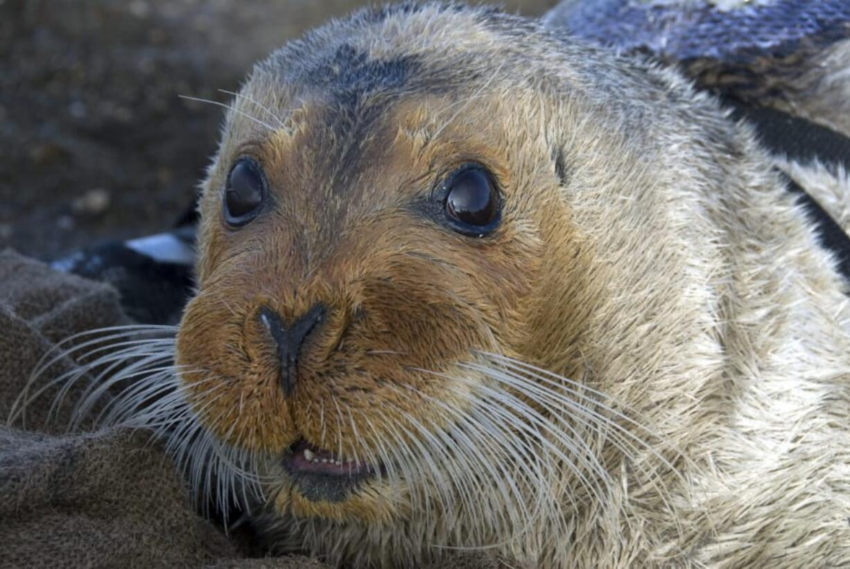 A bearded seal is shown in Kotzebue, Alaska, in 2006.