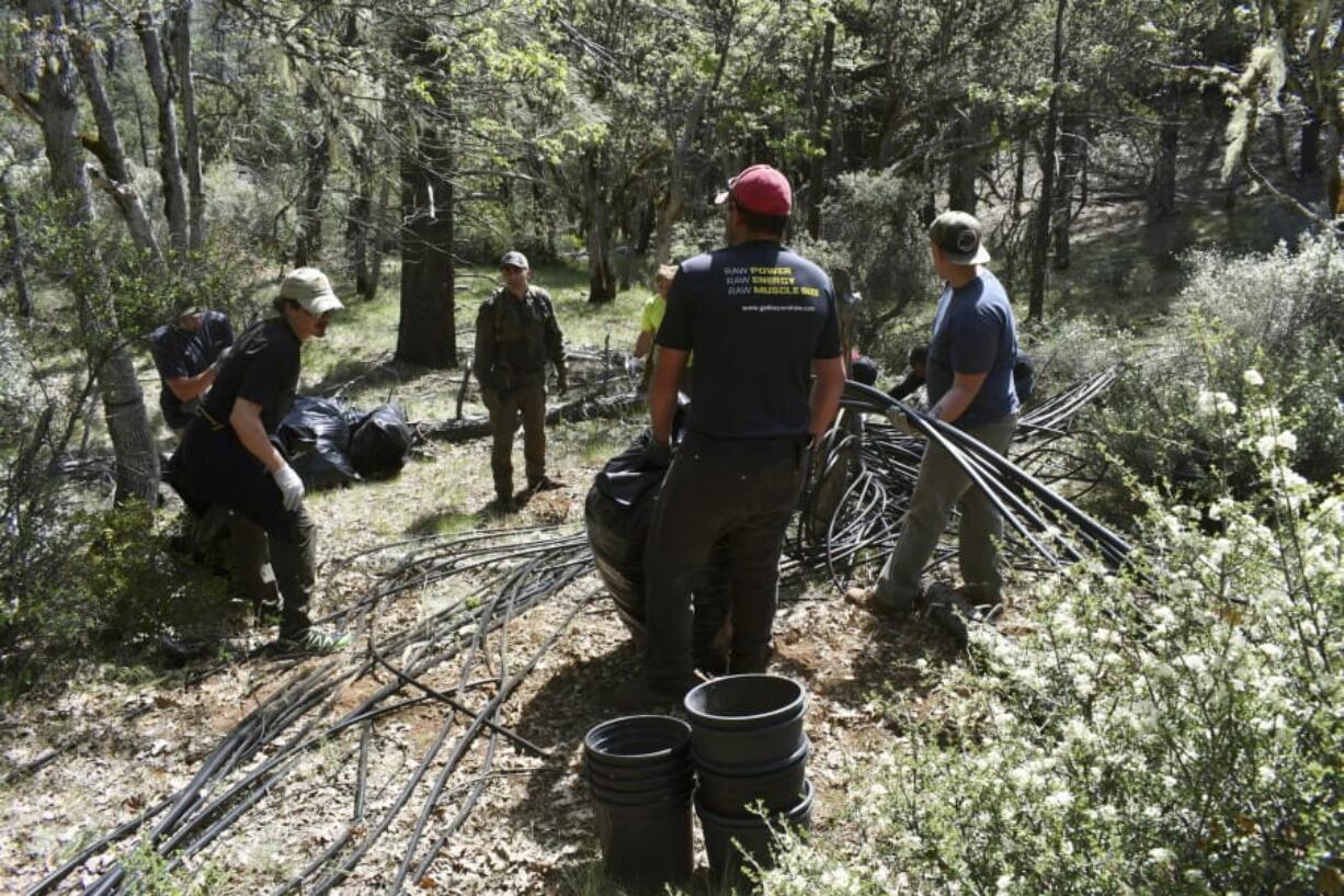 In this May 7, 2019, photo released by Cannabis Removal on Public Lands (CROP) Project, a group including U.S. Forest Service rangers, scientists and conservationists work to reclaim a so-called trespass grow site where nearly 9,000 cannabis plants were illegally cultivated. Authorities allege members of an international drug trafficking ring set up camp at the site months earlier. (Jackee Riccio/CROP via AP) (Photos by Hung T.