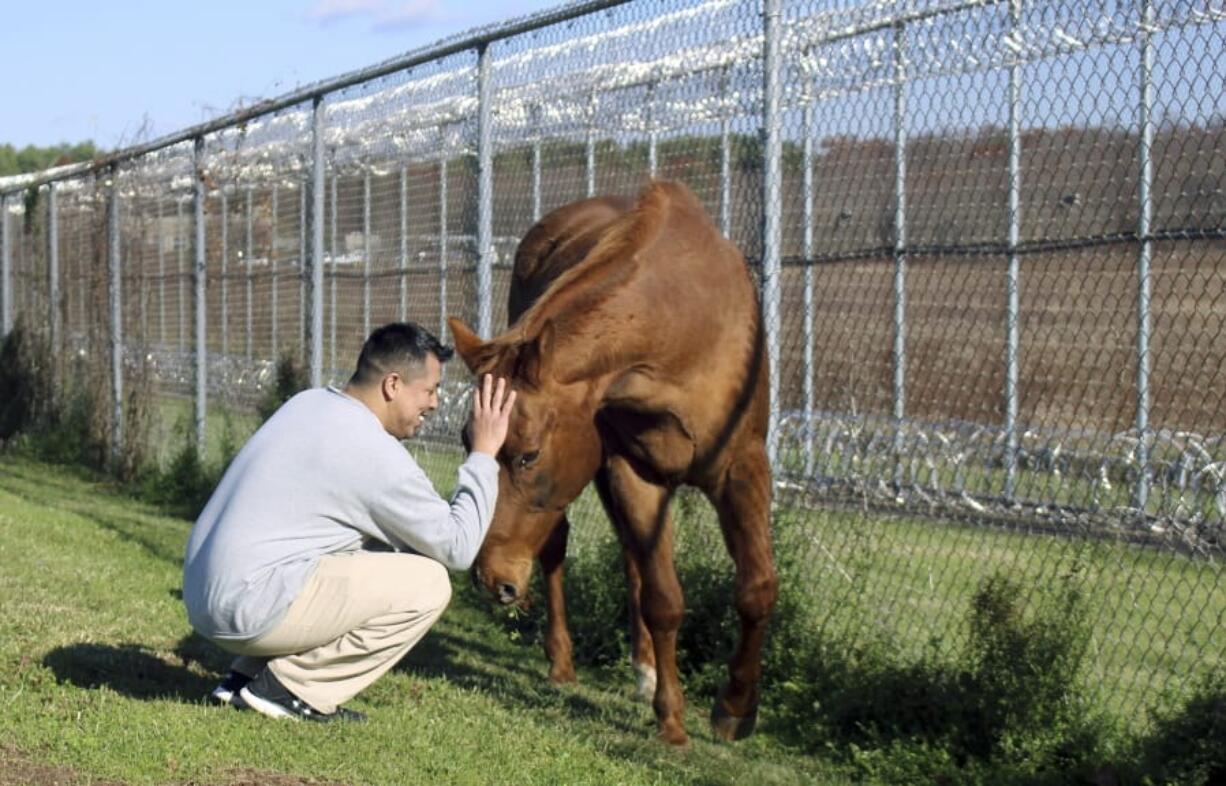 Inmate Daniel Elliot interacts with a horse named Hank on Nov. 6, as part of an equine-assisted psychotherapy program offered to military veterans inside the Willard-Cybulski Correctional Institution in Enfield, Conn.