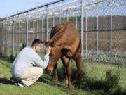 Inmate Daniel Elliot interacts with a horse named Hank on Nov. 6, as part of an equine-assisted psychotherapy program offered to military veterans inside the Willard-Cybulski Correctional Institution in Enfield, Conn.