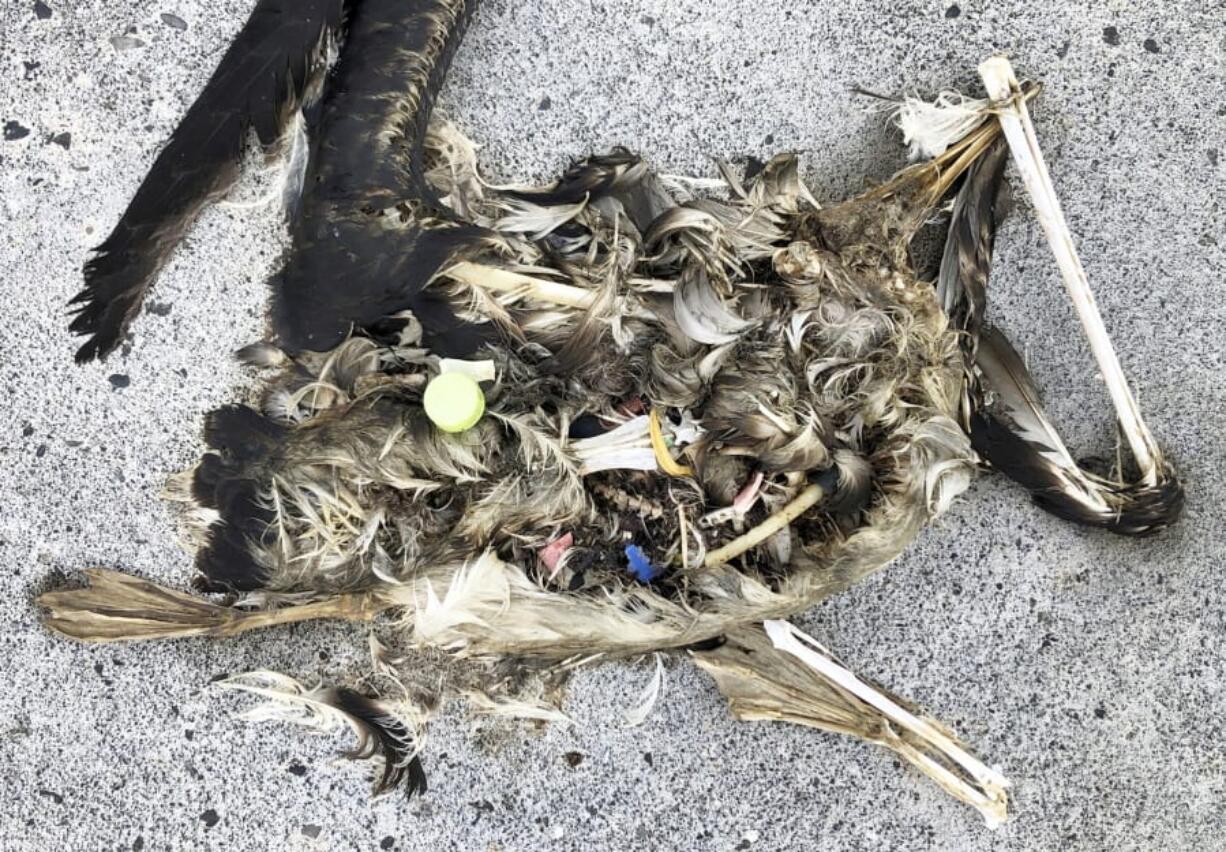 Plastic sits Oct. 22 in the decomposed carcass of a seabird on Midway Atoll in the Northwestern Hawaiian Islands. In one of the most remote places on Earth, Midway Atoll is a wildlife sanctuary that should be a safe haven for seabirds and other marine animals. Instead, creatures here struggle to survive as their bellies fill with plastic from faraway places.