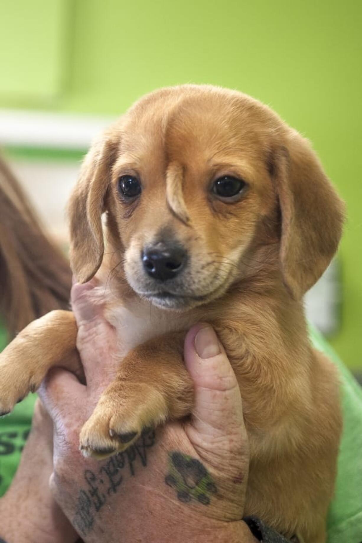 Mac&#039;s Mission animal rescue founder Rochelle Steffen holds a 10-week-old golden retriever puppy dubbed &quot;Narwhal.&quot; (Tyler Graef/The Southeast Missourian via AP)