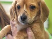 Mac&#039;s Mission animal rescue founder Rochelle Steffen holds a 10-week-old golden retriever puppy dubbed &quot;Narwhal.&quot; (Tyler Graef/The Southeast Missourian via AP)