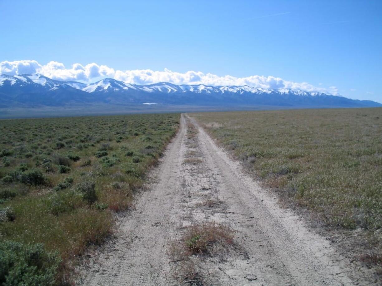 This 2005 photo provided by Bethany Bradley shows cheatgrass, at right, invading shrubs, left, near Lovelock, Nev. A new study finds that for much of the United States, invasive grass species, such as cheatgrass, are making wildfires more frequent, especially in fire-prone California.