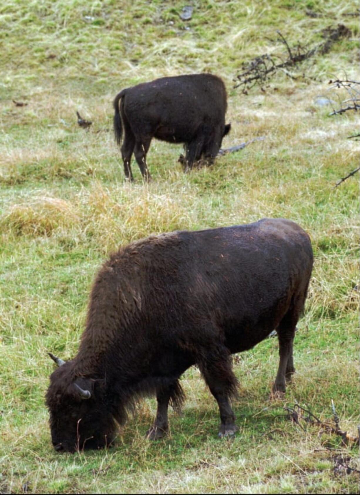 FILE - In this Oct. 5, 1994, file photo, two bison graze in a meadow in Yellowstone National Park, Wyo. New research shows when bison heavily graze an area, the grass greens up earlier and faster and stays green for a much longer period of time. Researchers with the park and area universities say the bison are able to graze in one area for two to three months rather than having to move to higher elevations to follow new plant growth. Sensors on NASA satellites are able to observe the grassland dynamics.