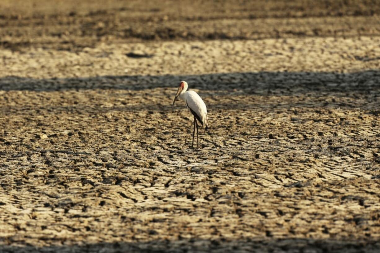 A bird stands on sun-baked earth that used to be a water supply Oct. 27 in Mana Pools National Park, Zimbabwe.