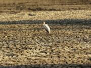 A bird stands on sun-baked earth that used to be a water supply Oct. 27 in Mana Pools National Park, Zimbabwe.