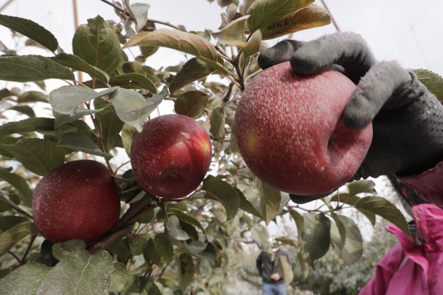 Eagerly awaited Cosmic Crisp apple begins arriving in Clark County grocery  stores - The Columbian