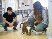 A cat named Renae looks for some attention from Tesslynn Escamilla, right, and Jacob Haas at the West Columbia Gorge Humane Society.
