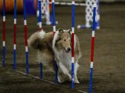 Quilt, from Oregon City, Ore., weaves through posts Saturday during the all-breed agility trial hosted by the Boston Terrier Club of Western Washington at the Clark County Event Center at the Fairgrounds.