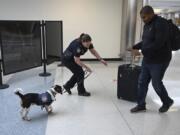 Phillip, a beagle, sniffs incoming passenger&#039;s luggage with his handler, Valerie Woo, a Customs and Border Patrol Agriculture Specialist and Canine Handler, at the international arrivals terminal at Dulles International Airport.