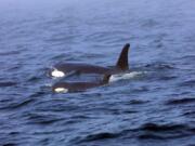 Southern resident killer whale J50 and her mother, J16, swim Aug. 7, 2018, off the west coast of Vancouver Island near Port Renfrew, B.C. Scientists studying the J Pod have found that older female orcas take care of not only their own offspring, but their &quot;grandchildren,&quot; as well.