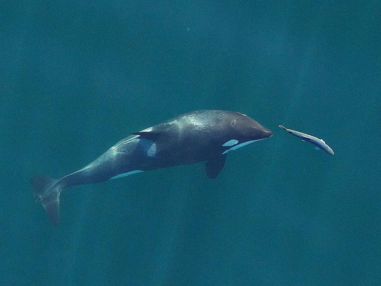 Oregon State University
A young resident killer whale chases a chinook salmon in the Salish Sea near San Juan Island in September 2017. (Photograph by John Durban (NOAA Fisheries/Southwest Fisheries Science Center), Holly Fearnbach (SR3: SeaLife Response, Rehabilitation and Research) and Lance Barrett-Lennard (Vancouver Aquariums Coastal Ocean Research Institute))