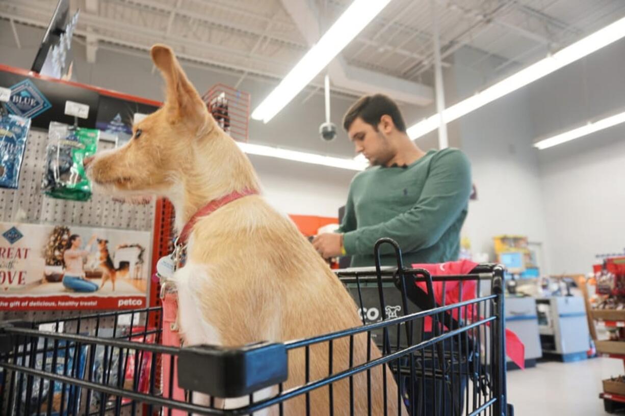 Drew Pescaro and his dog Lily, on a $500 shopping spree Dec. 12 at Petco in Durham, N.C. Pescaro is a survivor of the mass shooting at UNC Charlotte in April.