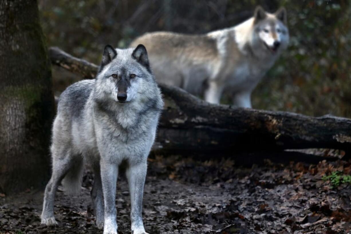 At Wolf Haven International in Tenino, an 8-year-old gray wolf, left, lives with a wolf-dog, right, at the sanctuary.