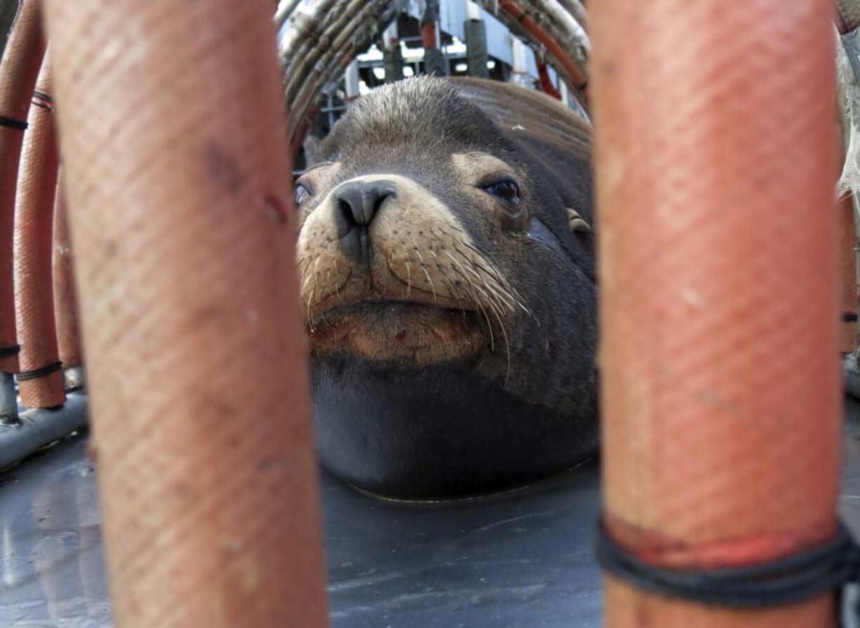 In this 2018 photo, a California sea lion peers out from a restraint nicknamed &quot;The Squeeze&quot; near Oregon City, Ore., as it is prepared for transport by truck to the Pacific Ocean about 130 miles away. That effort, along with lethal removal, has cleared the way for winter steelhead on the Willamette.