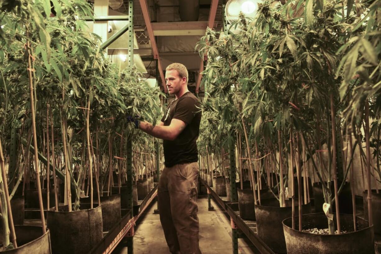 Matt Michaelson zip-ties plants upright at Cedar Creek Cannabis in Vancouver in 2017.