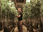 Matt Michaelson zip-ties plants upright at Cedar Creek Cannabis in Vancouver in 2017.