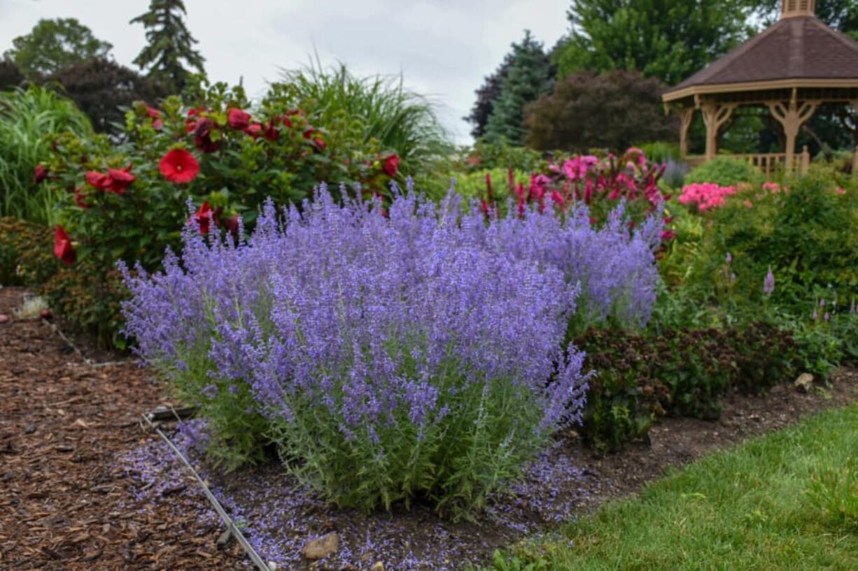 Denim &#039;n Lace offers blue flowers with amethyst calyxes on stiff 32-inch stems.