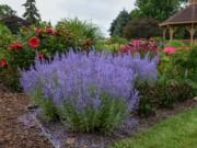 Denim &#039;n Lace offers blue flowers with amethyst calyxes on stiff 32-inch stems.