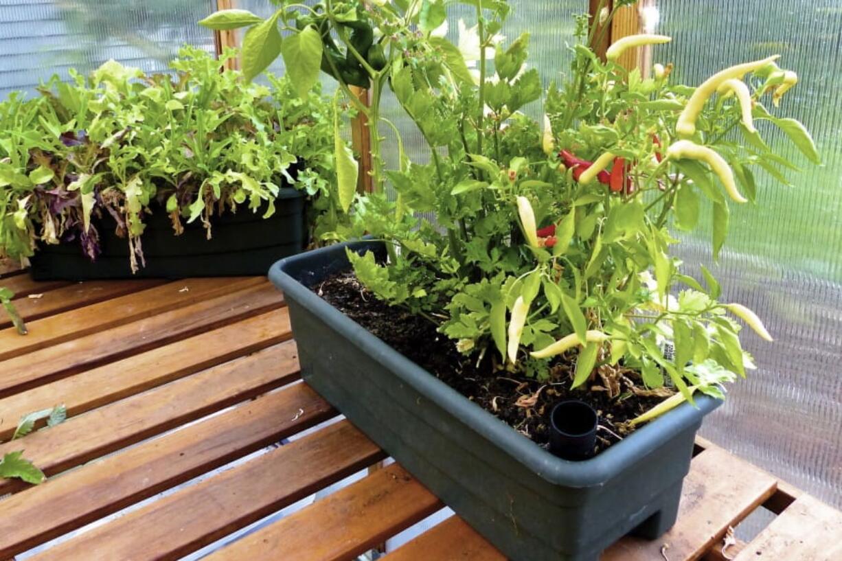 This July 16 photo taken in a hobby greenhouse near Langley shows some easy to grow edibles thriving in containers that can be moved to follow the sun. The boxes are designed with built-in water reservoirs that provide moisture to the plant roots as needed.