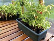 This July 16 photo taken in a hobby greenhouse near Langley shows some easy to grow edibles thriving in containers that can be moved to follow the sun. The boxes are designed with built-in water reservoirs that provide moisture to the plant roots as needed.