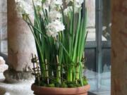 Forcing a spring bulb to blossom out of season is easy, but requires a few preparatory steps.