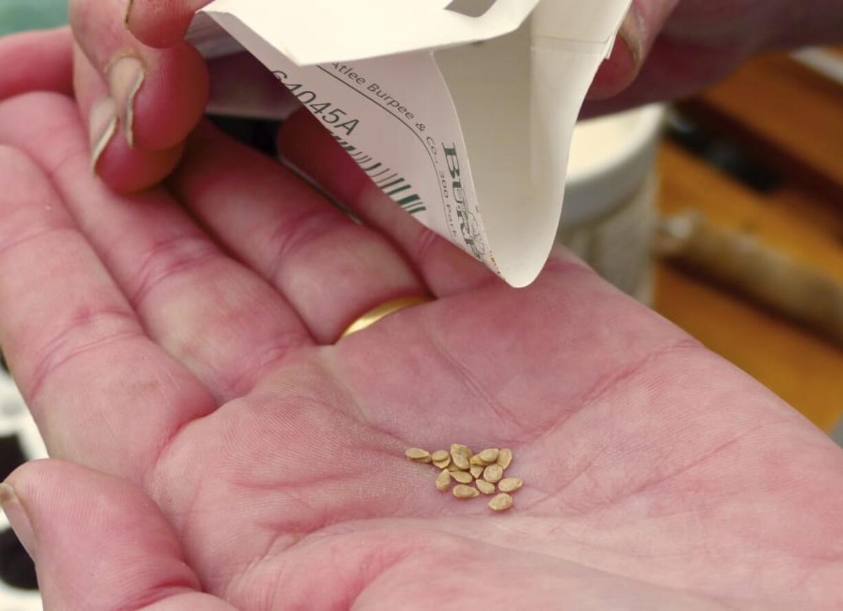 This March 1, 2016 photo shows a gardener from Langley, Wash., preparing to plant some tomato seeds in her hobby greenhouse. This tomato variety was chosen on the basis of its size at maturity, bloom and maturity times, hardiness and resistance insects and disease. All are major plant buying filters.