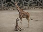 A two-month-old giraffe sits in her enclosure at the Chapultepec Zoo in Mexico City, Sunday, Dec. 29, 2019. The Mexico City zoo is celebrating its second baby giraffe of the year. The female giraffe was unveiled this week after a mandatory quarantine period following her Oct. 23 birth. She will be named via a public vote.