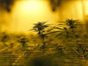 Marijuana plants growing under special grow lights, at GB Sciences Louisiana, in Baton Rouge, La.