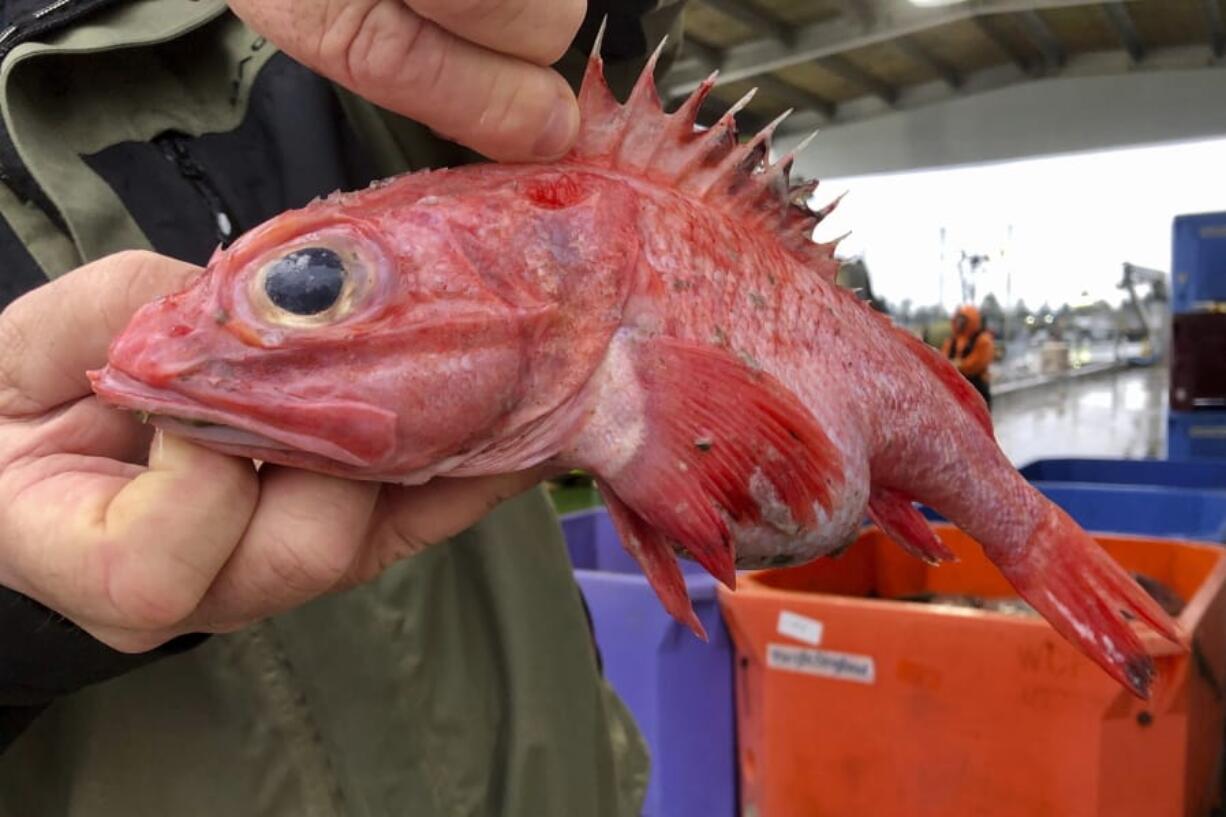 In this Dec. 11, 2019 photo, Kevin Dunn, who fishes off the coasts of Oregon and Washington, holds an aurora rockfish at a processing facility in Warrenton, Oregon. A rare environmental success story is unfolding in waters off the U.S. West Coast as regulators in January 2020 are scheduled to reopen a large area off the coasts of Oregon and California to groundfish bottom trawling fishing less than two decades after authorities closed huge stretches of the Pacific Ocean due to the species&#039; depletion.