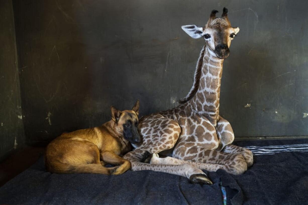 FILE - In this Friday Nov 22, 2019 file photo, Hunter, a young Belgian Malinois, keeps an eye on Jazz, a nine-day-old giraffe at the Rhino orphanage in the Limpopo province of South Africa. Jazz, who was brought in after being abandoned by her mother at birth, died of brain hemorrhaging and hyphema it was announced Friday, Dec. 6, 2019.