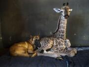 FILE - In this Friday Nov 22, 2019 file photo, Hunter, a young Belgian Malinois, keeps an eye on Jazz, a nine-day-old giraffe at the Rhino orphanage in the Limpopo province of South Africa. Jazz, who was brought in after being abandoned by her mother at birth, died of brain hemorrhaging and hyphema it was announced Friday, Dec. 6, 2019.